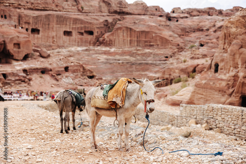 Donkeys in front of stone tombs carved into the mountain in the ancient city of Petra in Jordan © Dennis