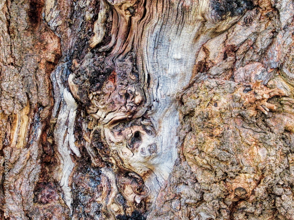 erkner, deutschland - rinde vom weißen maulbeerbaum erkner, deutschland - rinde vom weißen maulbeerbaum