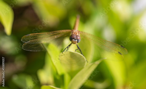 Closeup detail of wandering glider dragonfly on leaf © Paul Vinten