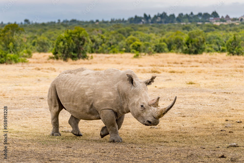 Fototapeta premium White rhinoceros (Ceratotherium simum) with calf in natural habitat, South Africa
