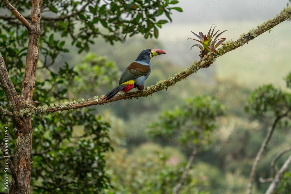 Obraz premium beautiful colored plate-billed mountain toucan (Andigena laminirostris) sitting n the branch very near in the cloud forest