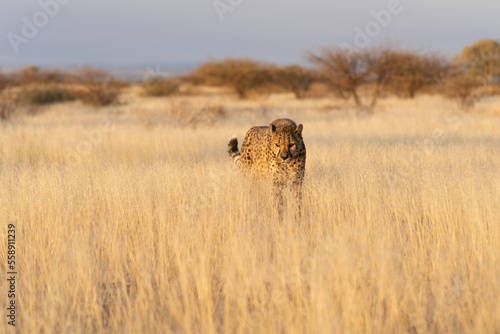 cheetah in the African savannah waiting for prey Namibia.