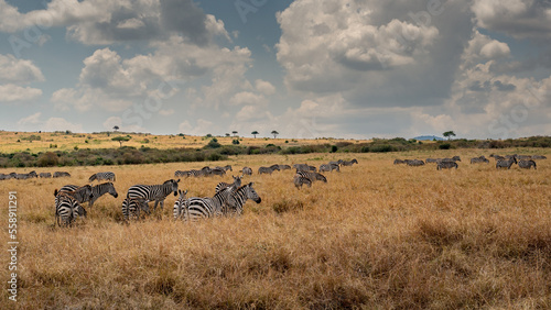 Fototapeta Naklejka Na Ścianę i Meble -  a herd of zebra grazing on the plains of masai mary kenya.