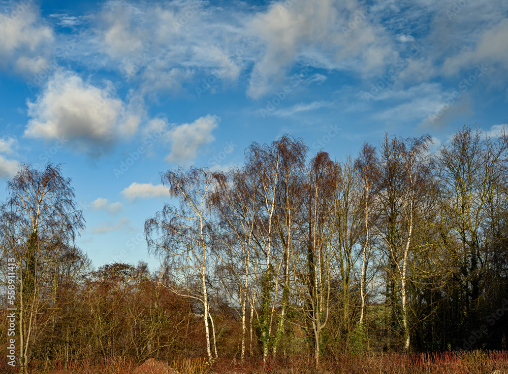 Fototapeta premium trees in the field