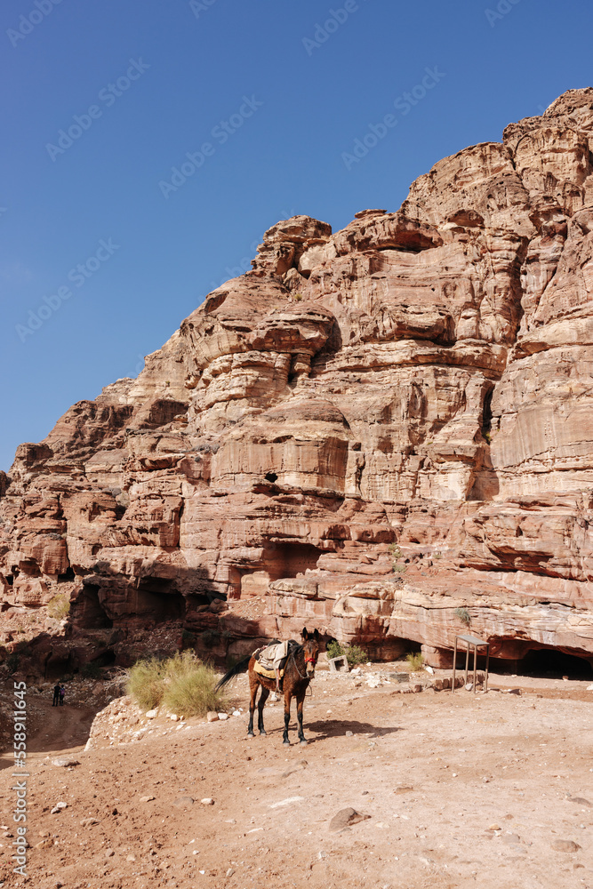 Donkeys in front of stone tombs carved into the mountain in the ancient city of Petra in Jordan Donkeys in front of stone tombs carved into the mountain in the ancient city of Petra in Jordan