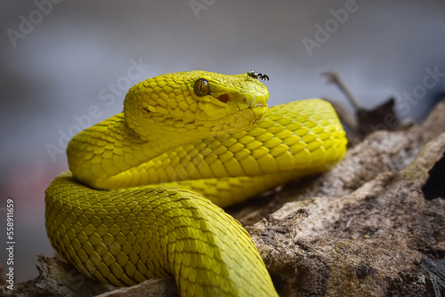 Yellow Insularis Snake