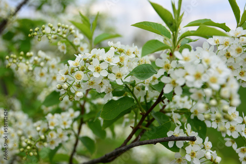 branch of blooming bird cherry tree isolated with white flowers, macro
