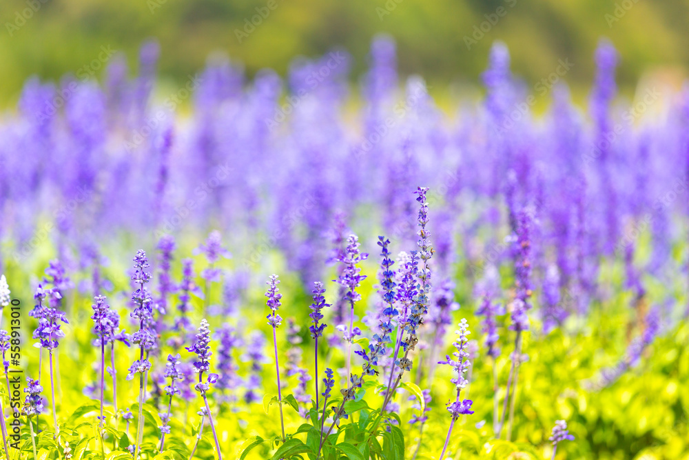 fresh purple lavender flowers fresh purple lavender flowers