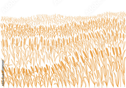 Cereal field. Horizontal banner. Spikelets of wheat. Agriculture wrapper. Vector line. Editable outline stroke thickness.