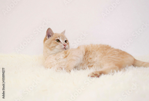 charming ginger cat lies on white fluffy background. Concept of favorite pets