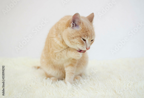 Funny big long-haired red cat with beautiful big brown eyes licking his lips in anticipation of yummy, highlighted on white background. Place for text.