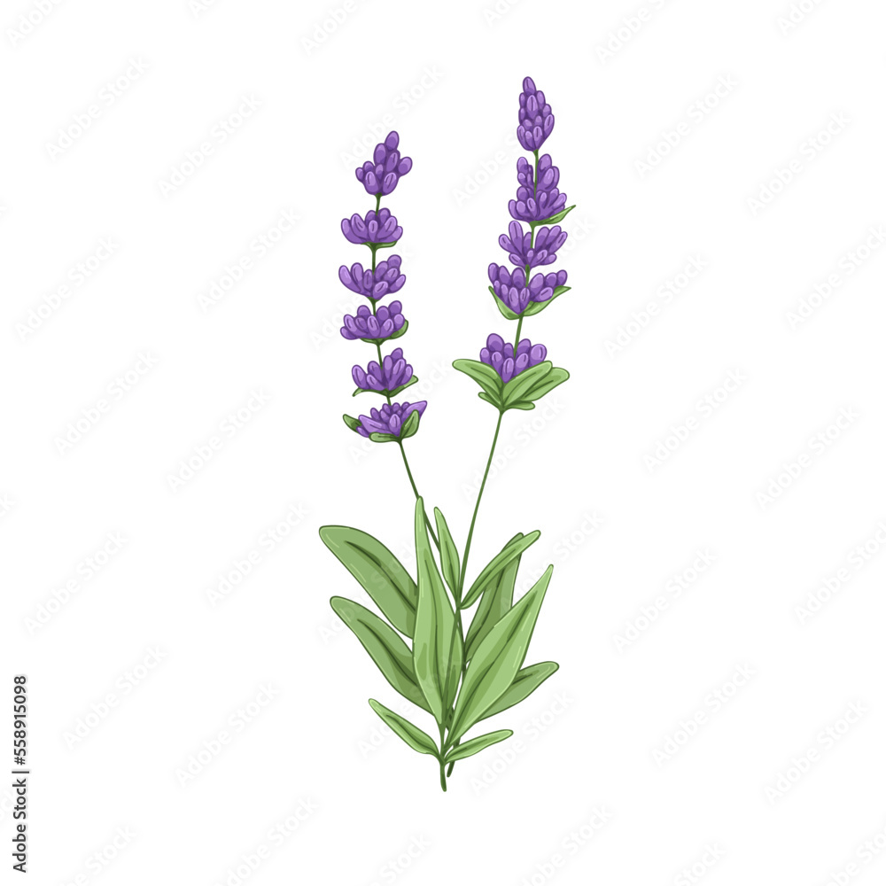 Fototapeta premium Lavender, French flowers. Lavanda, aromatic floral plant. Botanical retro realistic drawing of lavandula, lavendar. Provence wildflowers. Hand-drawn vector illustration isolated on white background