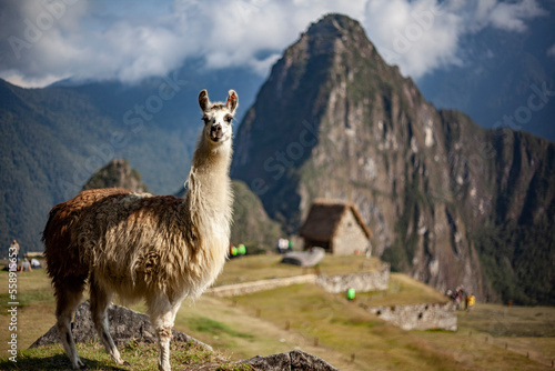 Lama in posa a Machu Picchu  © Gennaro