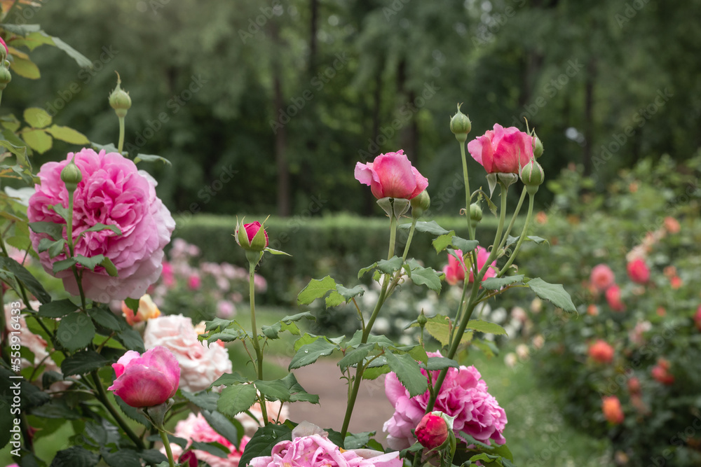 pink garden in summer, pink rose flowers bloom