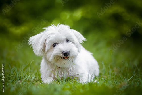 Hund (Malteser) liegt glücklich im Gras 