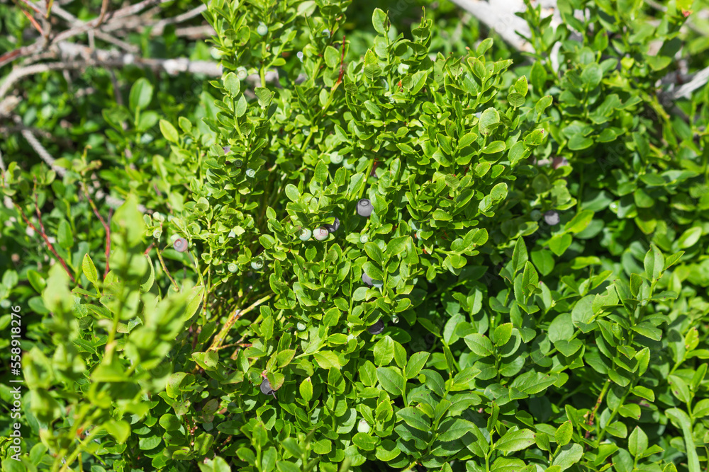 Obraz premium Green blueberry leaves and young berries, wild plantation in the mountain forest. Thicket of organic bilberry bushes.