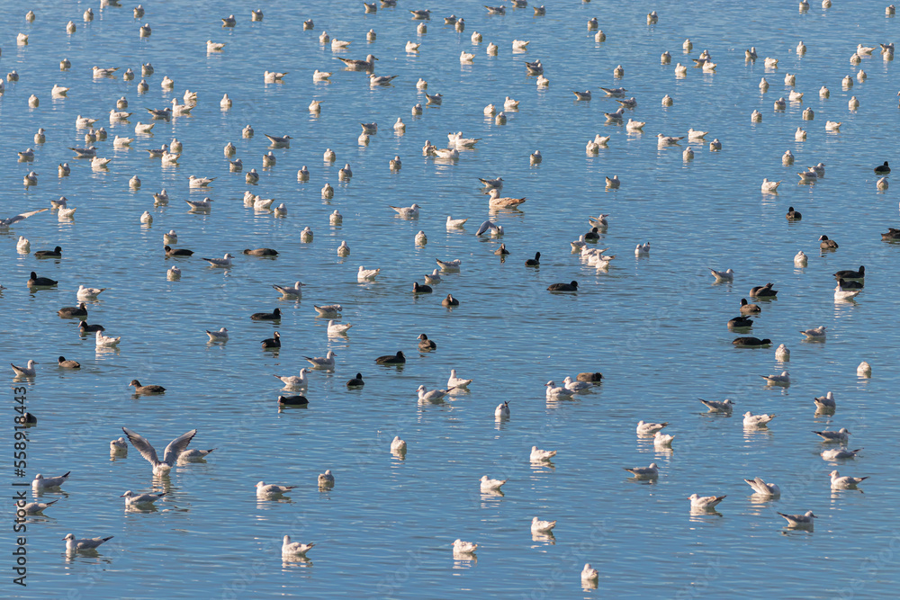 colonies of migratory birds on the lake of Realtor, in Provence