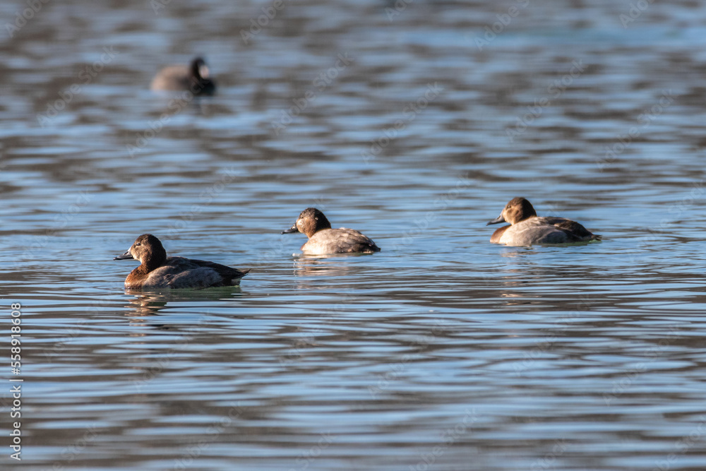 Common Pochard on the lake of Realtor, in Provence Common Pochard on the lake of Realtor, in Provence