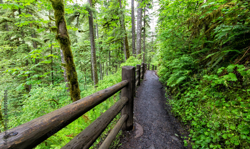 Obraz premium PNW trails - 02