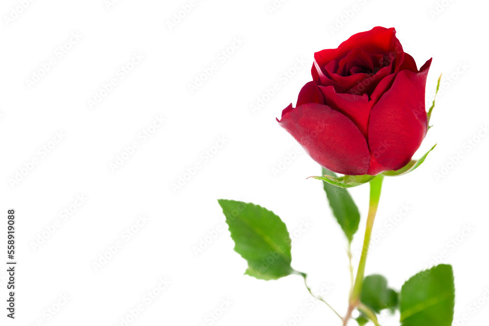 A single red valentine rose symbolising love and romance isolated against a transparent background.