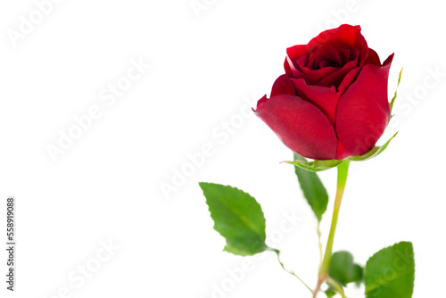 A single red valentine rose symbolising love and romance isolated against a transparent background.