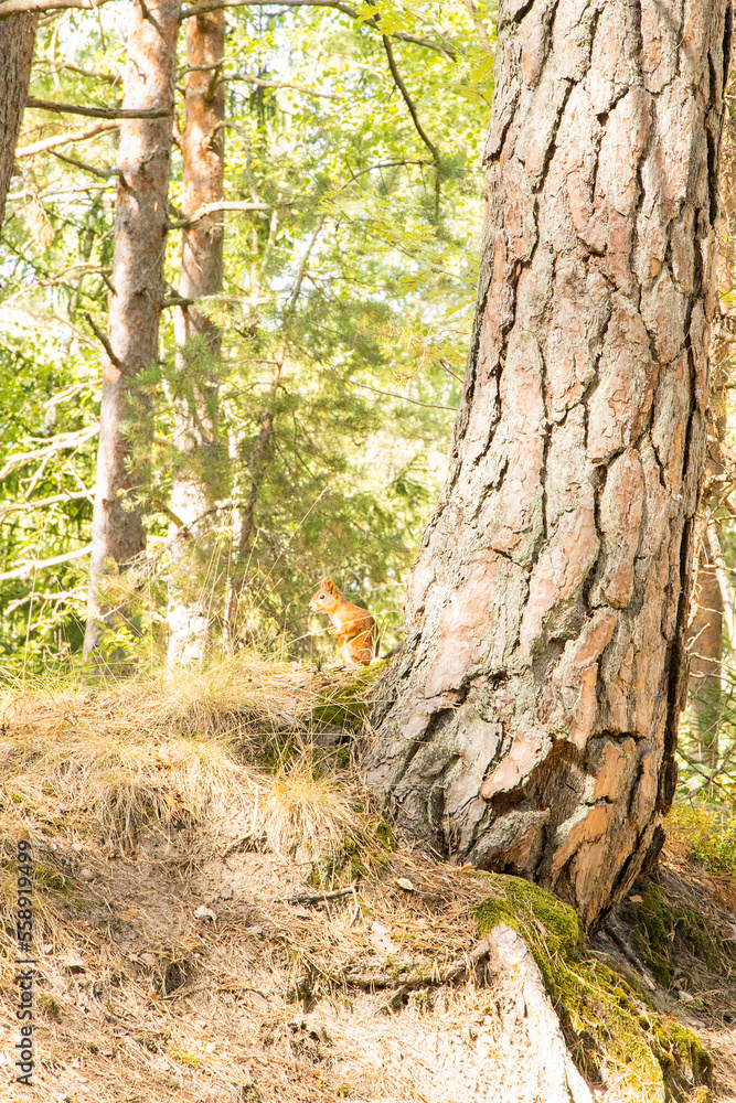Naklejka premium Landscape
