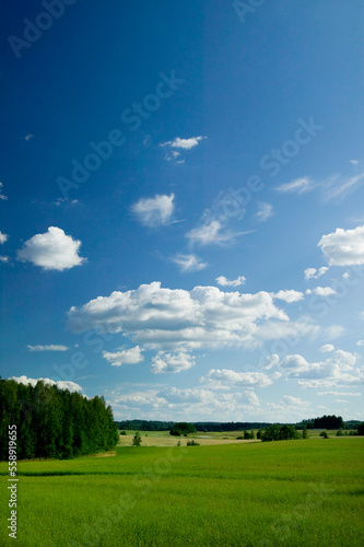 A Beautiful summer day in the countryside © The Blue Wave