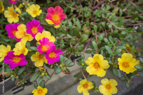 Wallpaper Mural 黄色、赤の花を咲かせる夏のマツバボタン Torontodigital.ca