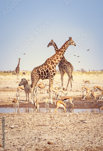 Photography Wild African animals on the waterhole in Etosha National Park, Namibia