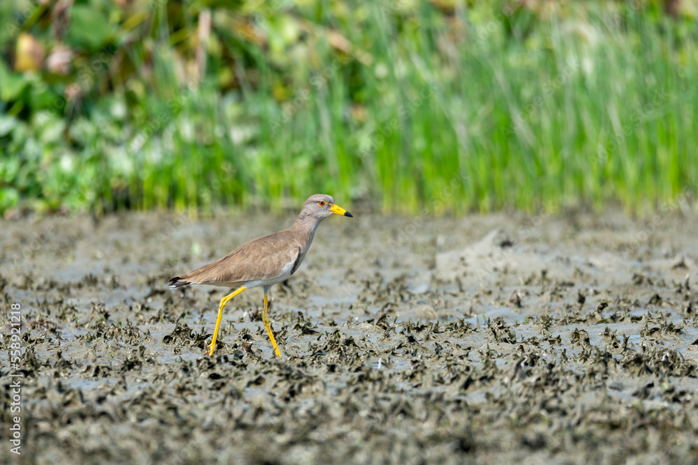  red-wattled lapwing 