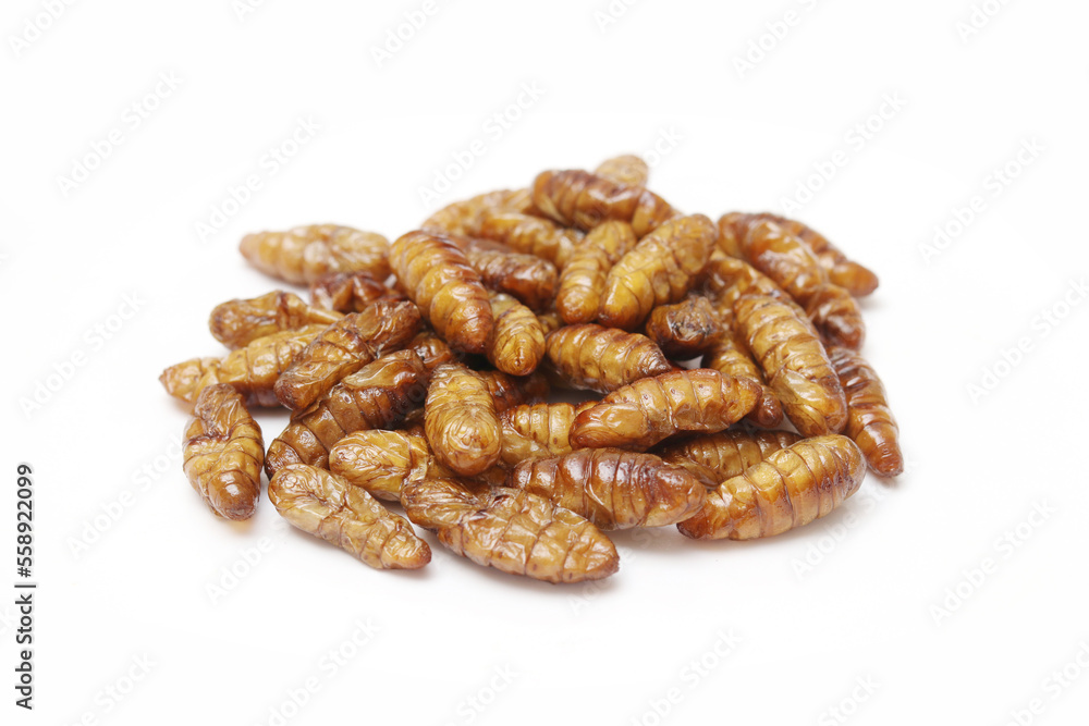 Fast food and snacks in Thailand fried chrysalis worms isolated white background. Fast food and snacks in Thailand fried chrysalis worms isolated white background.