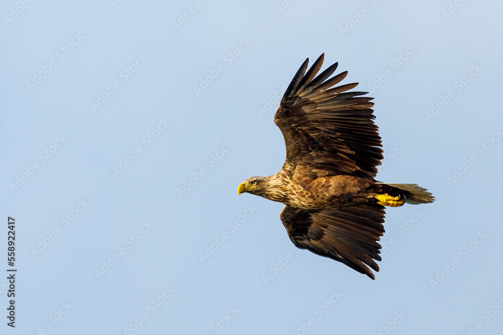 White tailed Sea Eagle in the Danube Delta White tailed Sea Eagle in the Danube Delta