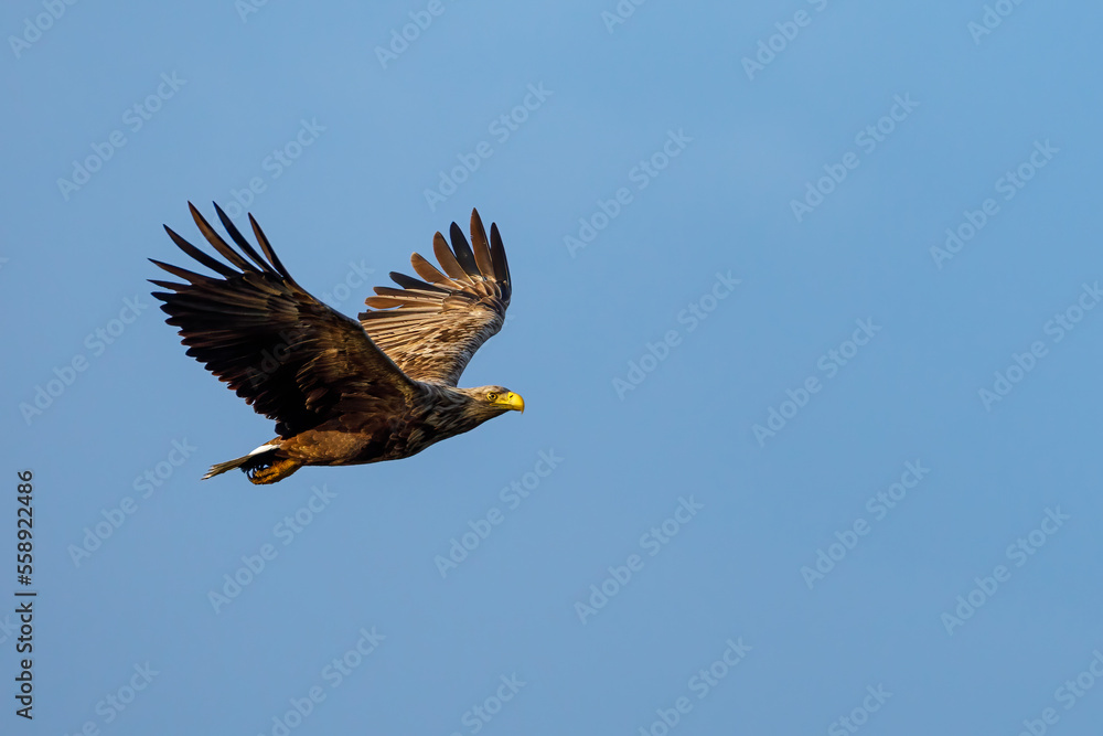 White tailed Sea Eagle in the Danube Delta White tailed Sea Eagle in the Danube Delta