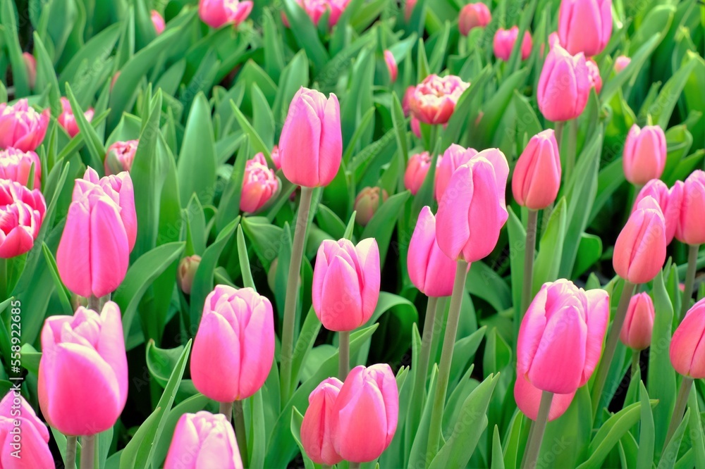 pink tulips in full blooming pink tulips in full blooming