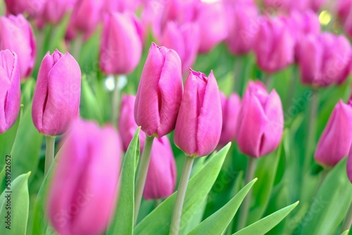 Fototapeta Naklejka Na Ścianę i Meble -  pink tulips in full blooming