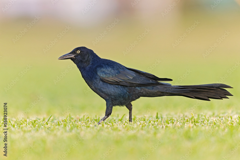Great-tailed grackle (Quiscalus mexicanus) foraging in a field for insects Great-tailed grackle (Quiscalus mexicanus) foraging in a field for insects