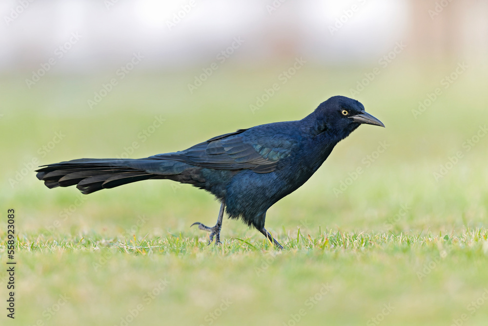 Great-tailed grackle (Quiscalus mexicanus) foraging in a field for insects Great-tailed grackle (Quiscalus mexicanus) foraging in a field for insects