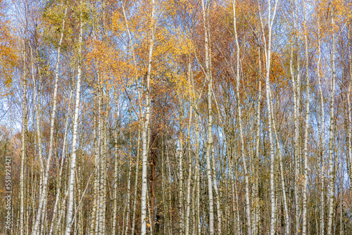 Wallpaper Mural Selective focus of tree trunk of white bark with yellow leaves under blue sky in Autumn, Birch is a thin leaved deciduous hardwood tree of the genus Betula in the family Betulaceae, Nature background. Torontodigital.ca