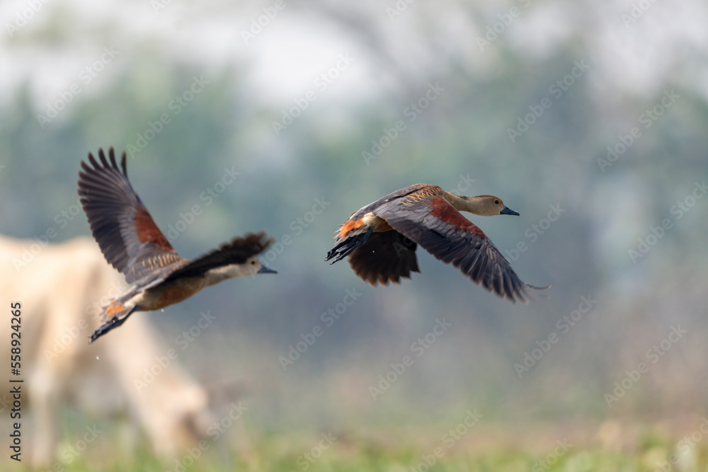 Fototapeta premium Whistling ducks or tree ducks