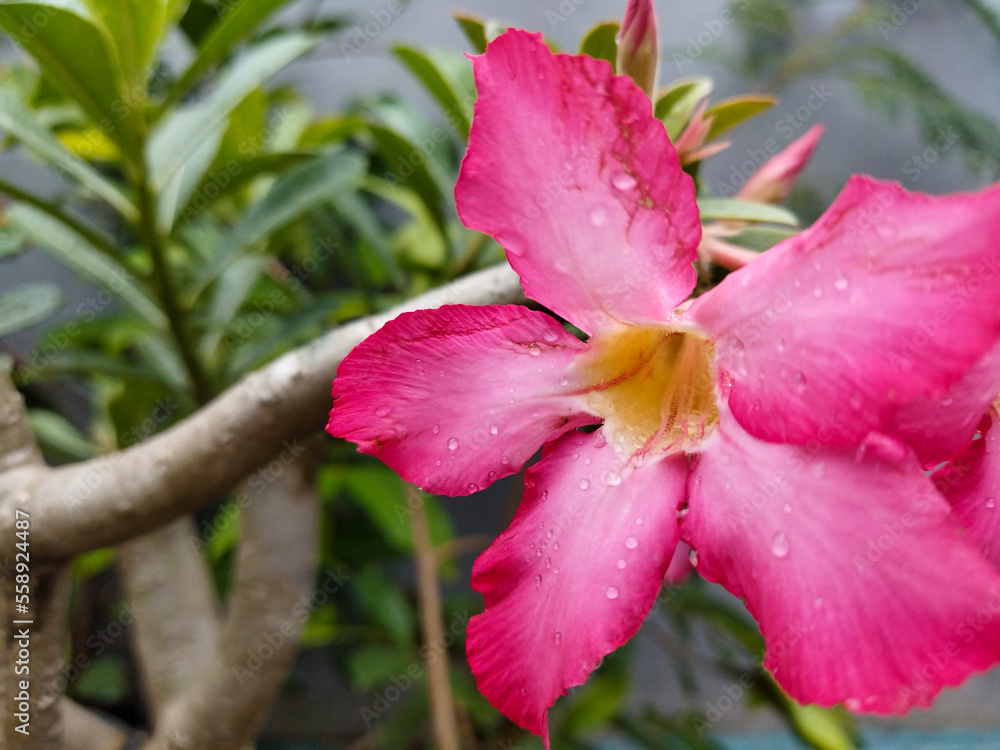 Kamboja flowers that bloom and are fresh Kamboja flowers that bloom and are fresh