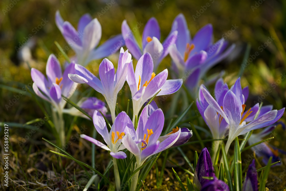 wilde Krokusse auf einer Wiese in Nahaufnahme wilde Krokusse auf einer Wiese in Nahaufnahme