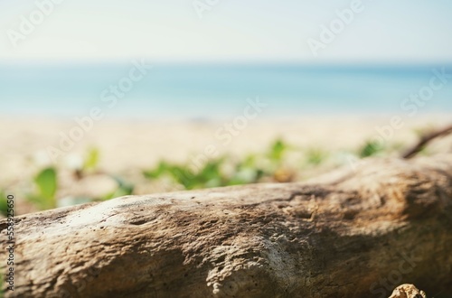 Empty surface of tree trunk on the beach 