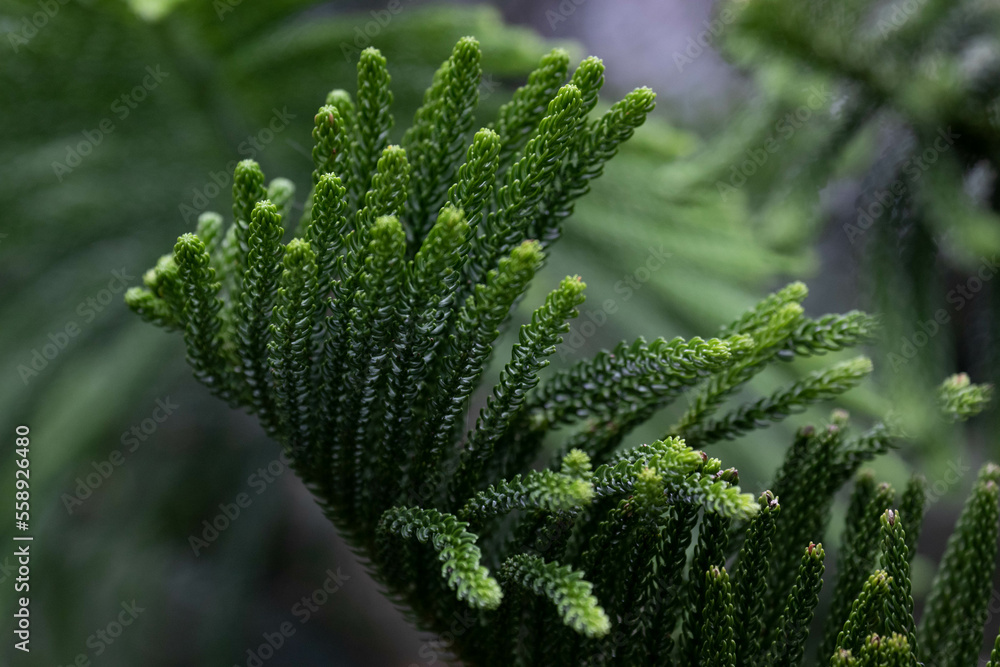 Beauty of nature from Fresh Pine Leaves for background Beauty of nature from Fresh Pine Leaves for background