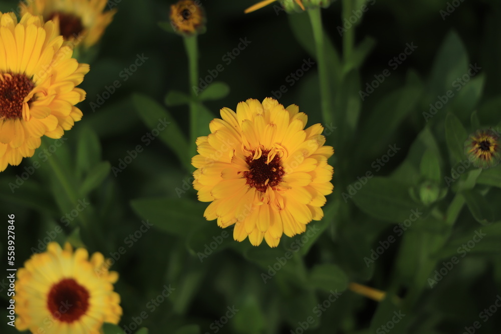 Calendula orange Flower in garden, close up macro. Blooming marigold flowering plant. Medicinal Calendula herb