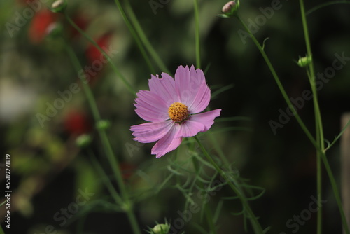 Select focus of Sulfur Cosmos  or Mexican Daisy