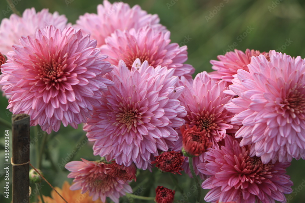 Pink chrysanthemum flower with selective focus Pink chrysanthemum flower with selective focus