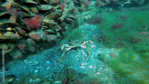 Green crab (Carcinus aestuarii), a female with eggs walks on a sandy seabed with green algae, the Black Sea photo