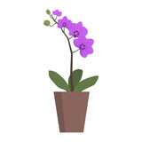 Orchid with flowers isolated object