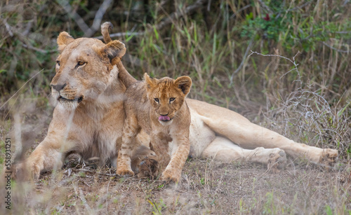 There is a very tight bond between lioness and her cubs in Africa.