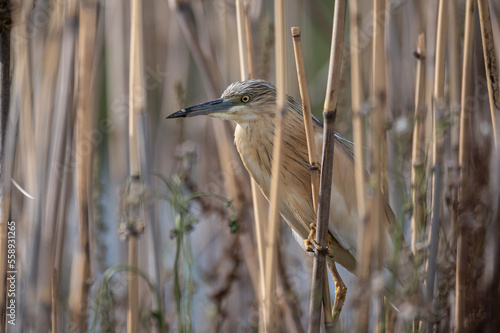 Crabier chevelu - Ardeola ralloides - Squacco Heron